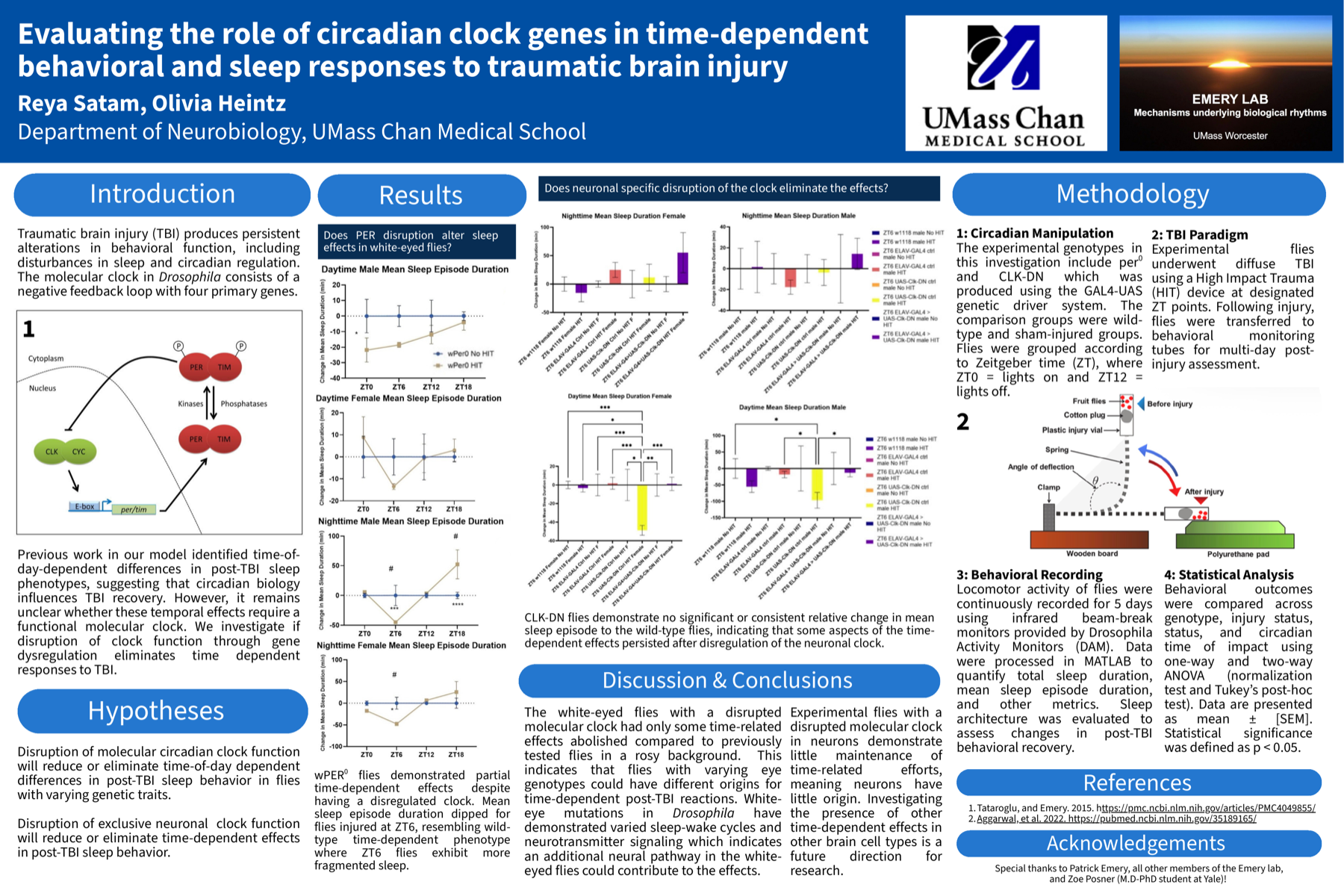 Student research poster about circadian clock genes and traumatic brain injury